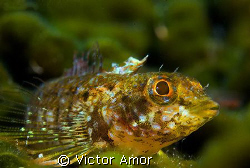 My tiny friend by Victor Amor 